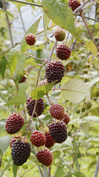 Frutas de mora
